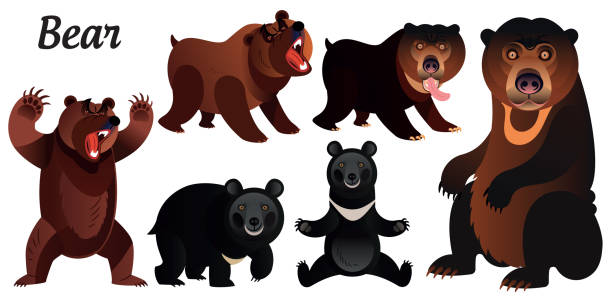 Sitting Bear Illustrations, Royalty-Free Vector Graphics & Clip Art - iStock