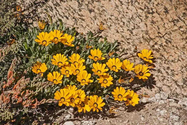 The Hondeklipbay Gazania is endemic to a narrow coastal habitat of South Africa’s Namaqua Coast where it is threatened by diamond mining and vehicular disturbance.