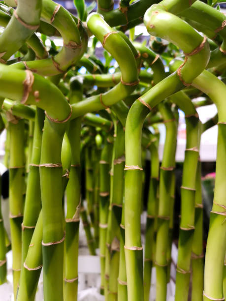 bambu verde da sorte muito. planta interior com caule espiral verde. dracaena sanderiana, asparagaceae, helicoidas de bambu brota fundo de textura. foto vertical - dracaena sanderiana - fotografias e filmes do acervo