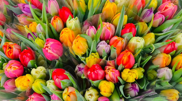 istock Tulips beautiful colorful tulip flowers 1308384409