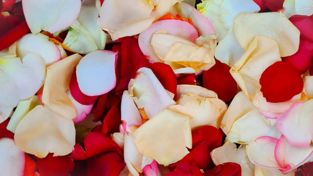 istock Rose petals floral background 1308384436