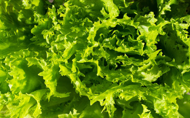 istock Fresh Green Leaves Lettuce Background 1308384456