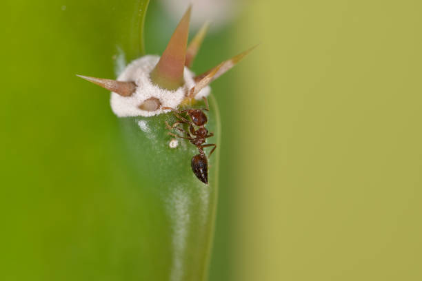An ant on the cactus plant near thorns shot in the super macro magnification