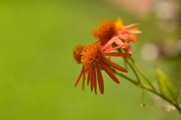 An orange flower shot in close up with green background