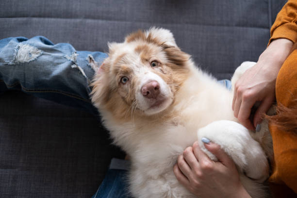 istock merle Australian shepherd puppy dog lying upside down on womans legs 1308385771