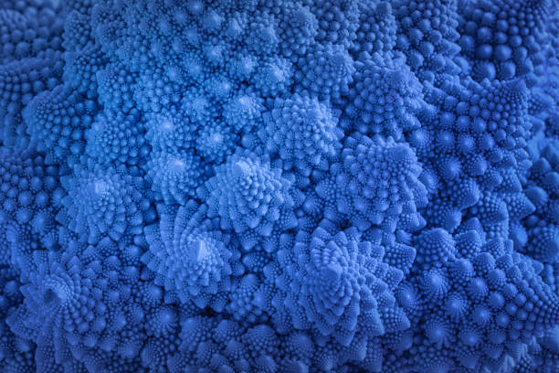 romanesco cauliflower 6 Natural fractal from romanesco cauliflower. Abstract background. fractal plant cabbage textured stock pictures, royalty-free photos & images