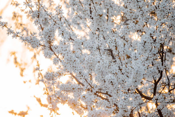 midland głóg białe kwitnące drzewo - laevigata zdjęcia i obrazy z banku zdjęć