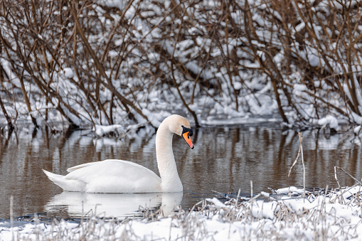 Wild bird mute swan (Cygnus olor) swim in winter on pond on snowy landscape, Czech Republic Europe wildlife