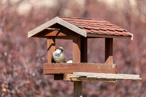 gorrión de la casa, passer domesticus, en simple comedero de aves - birdhouse bird house ornamental garden fotografías e imágenes de stock