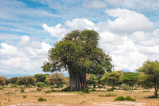 Big baobab tree in Tarangire National Park, Tanzania, Africa.