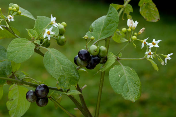 Garden Huckleberry White flowers and black fruits of Garden Huckleberry Solanum melanocerasum huckleberry stock pictures, royalty-free photos & images