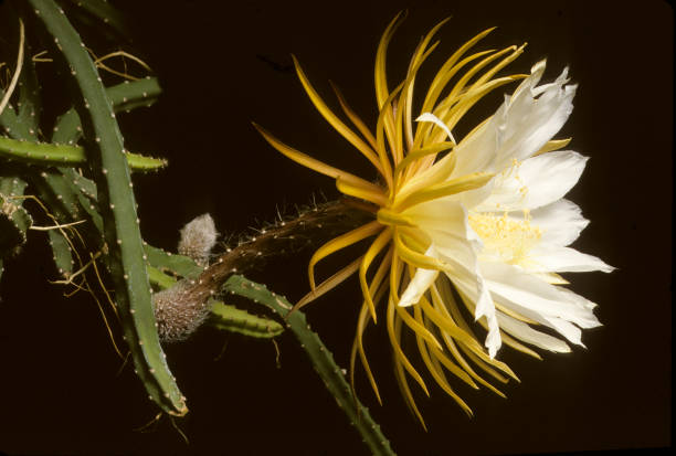 Queen of the Night White flower of Cactus Queen of the Night Selenicereus grandiflorus night blooming cereus stock pictures, royalty-free photos & images