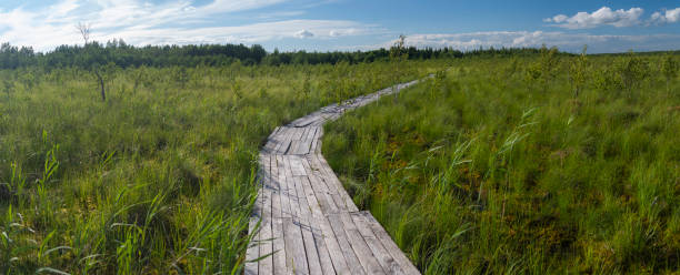 istock wood flooring in the swamp. 1308391612