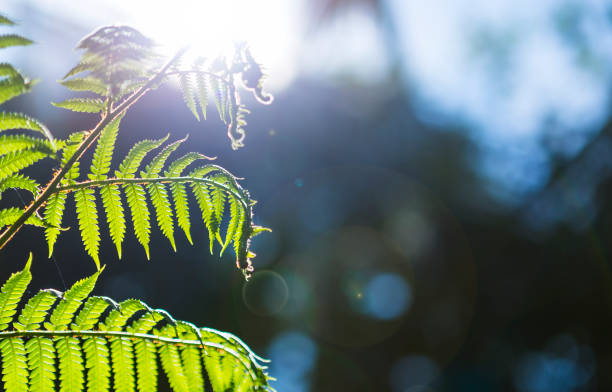 istock Fern plant with morning day light 1308391824