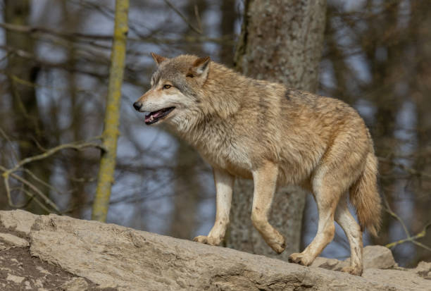 istock Beautiful canadian timberwolf 1308392753