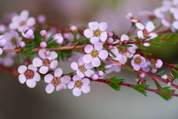 Pretty Tiny Flower