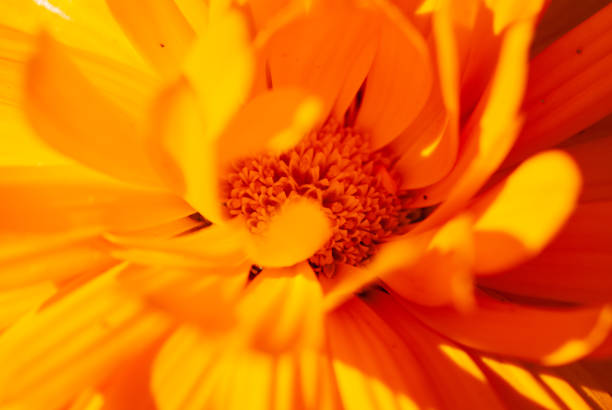 istock marigold (Tagetes) Extreme Close Up Macro 1308392930
