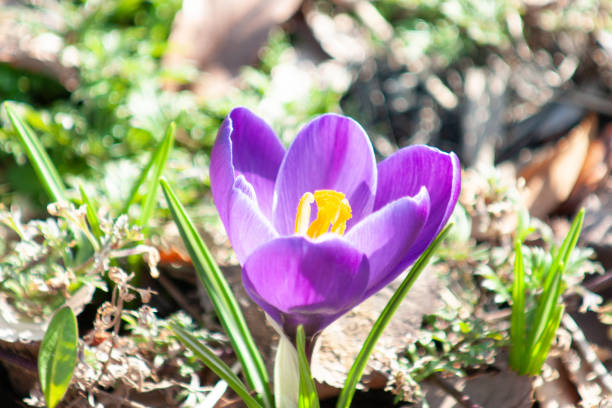 istock Purple Crocus sativus Close Up 1308392953