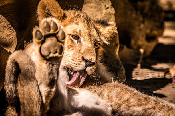 Lioness cub during morning wash