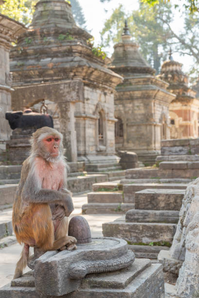 istock Monkeys in Pashupatinath 1308394602