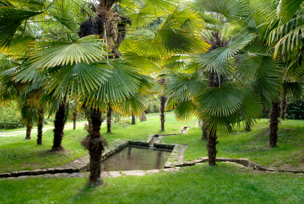 Chusan Palm Chusan Palm in a garden Trachycarpus fortunei trachycarpus photos stock pictures, royalty-free photos & images