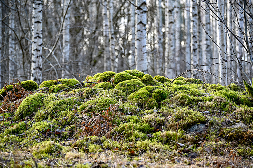 pile of stones covered in moss infront of birches Hallabrottet Kumla Sweden march 2021