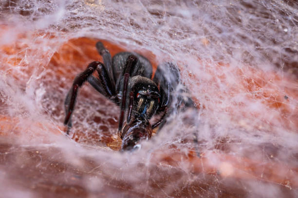 black house spider, hughes, act, enero de 2021 - white animal eye arachnid australia fotografías e imágenes de stock