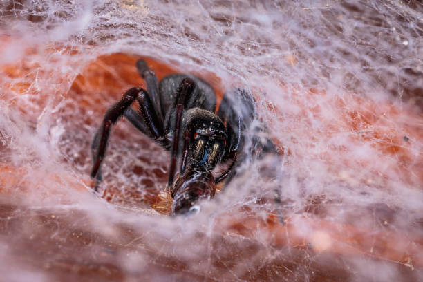 black house spider, hughes, act, january 2021 - white animal eye arachnid australia imagens e fotografias de stock