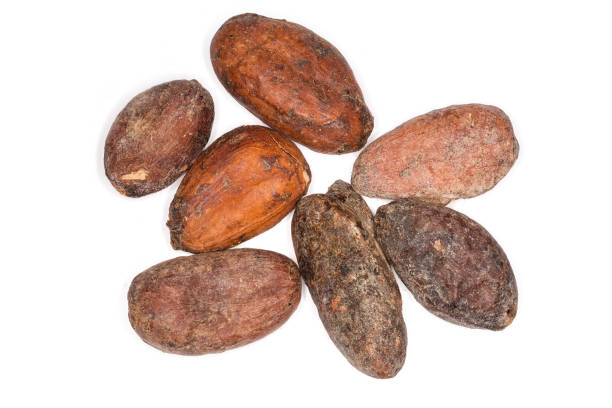 istock Top view of dried cocoa beans on a white background 1308397171