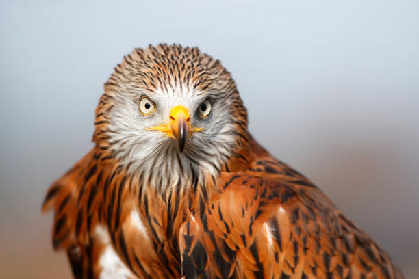 istock Portrait of a Red Kite 1308397568