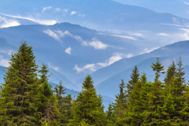 istock ukraine, carpathian mountains in a blue mist 1308397798
