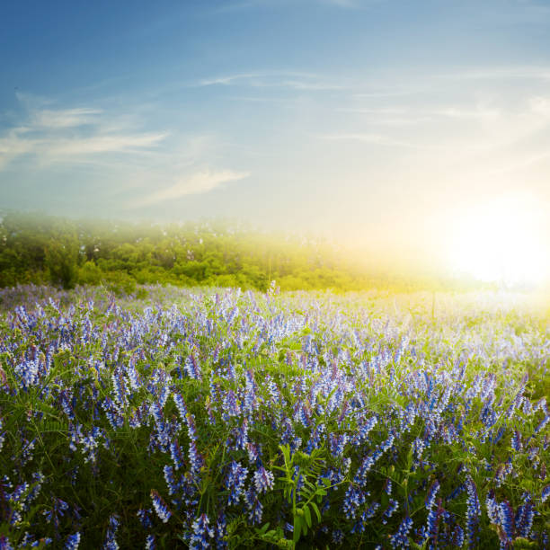 istock beautiful field at the sunset 1308397864