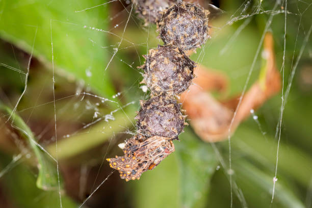 istock Bird-dropping spider and egg sacs, Hughes, ACT, January 2021 1308397896