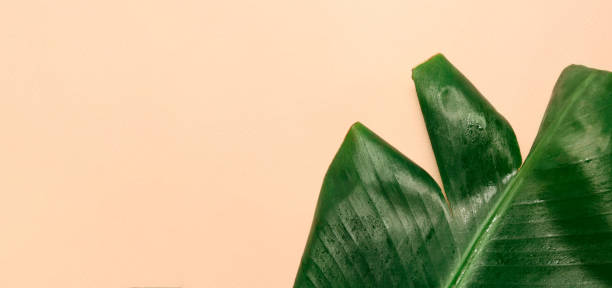 istock Fresh green banana leaf with water drops on beige background, space for text 1308398248