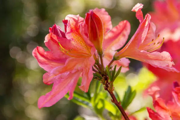 Photo of Azalea branch with bright, red pink  flowers. Blossoming rhododendron plant. Close-up