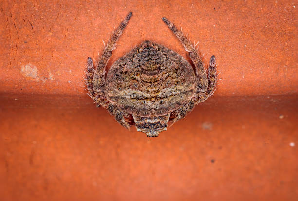 wrap-around spider, hughes, act, january 2021 - white animal eye arachnid australia imagens e fotografias de stock