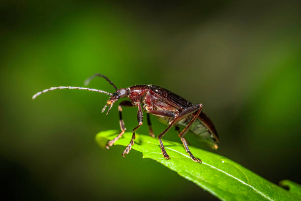 istock Comb-clawed Beetle (Tanychilus sp. (genus)) on a cherry tree in a garden at Hughes, ACT on a spring morning in November 2020 1308400443
