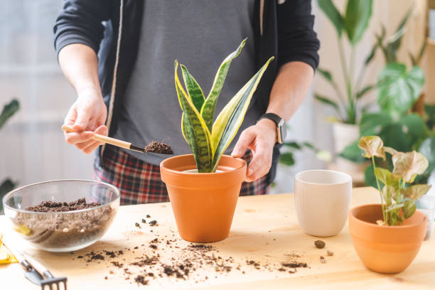 istock Man gardeners potted plant 1308401043