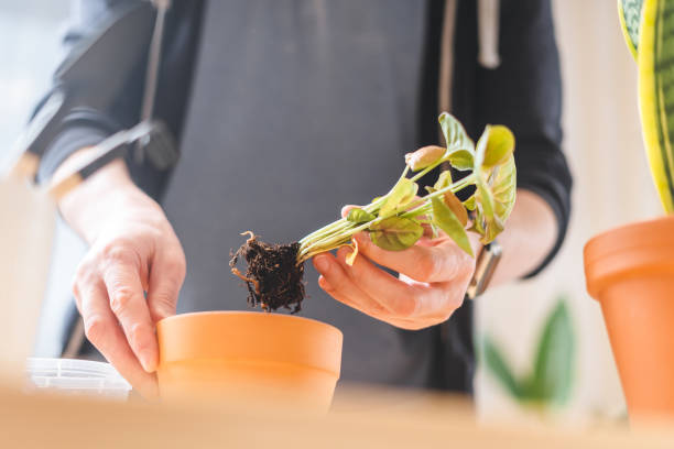 istock Man gardeners potted plant 1308401065