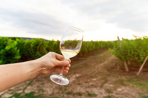 Young woman is enjoying harvest time and having fun at wine tasting experience at farmhouse vineyard countryside. Hand holding white wine glass. Wine production. Autumn is harvest time