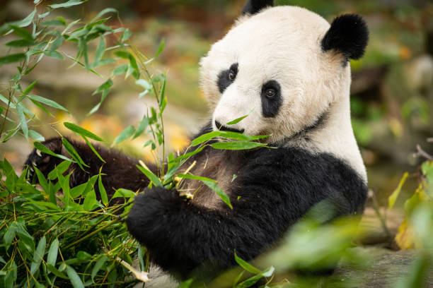 istock A young giant panda eating bamboo 1308402181