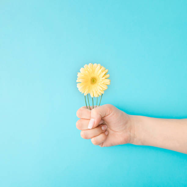 istock Gerbera flower on the branches is held by a female hand. Blue pastel background. 1308404885