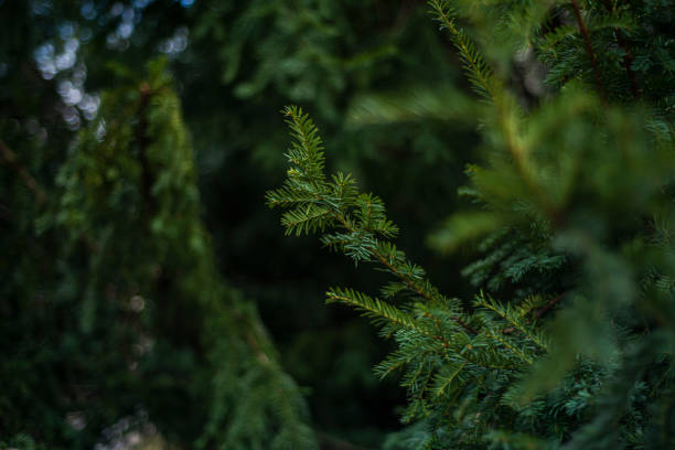 istock Branches of a Christmas tree background. Christmas pine wallpaper. 1308405265