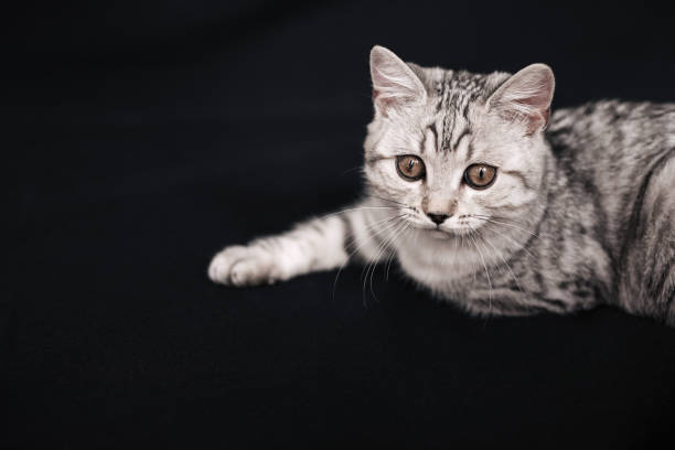 istock scottish straight cat lying on a black background 1308405352