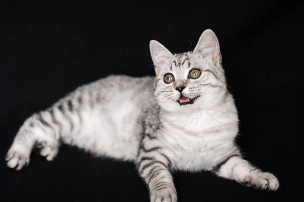 istock Scottish straight cat kitten lying on a black background 1308405357