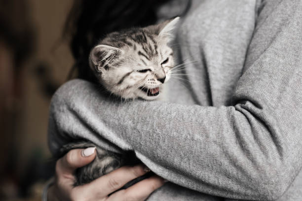 istock grey striped Scottish straight kitten in the arms 1308405368