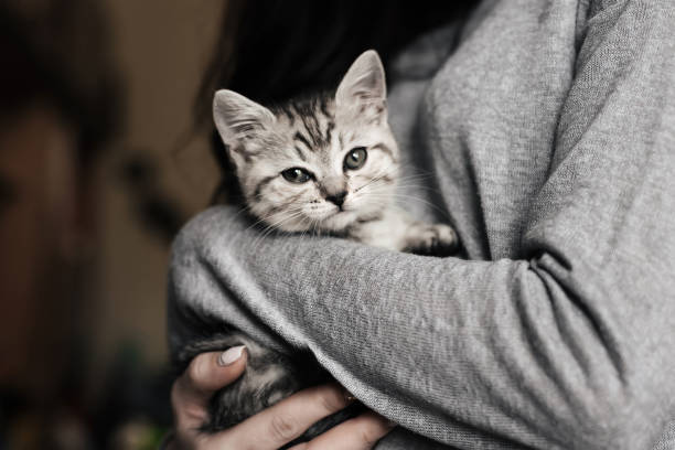 istock grey striped Scottish straight kitten in the arms 1308405373