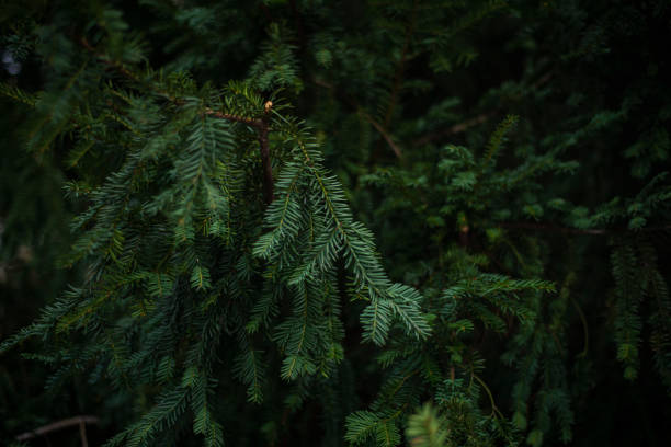 Branches of a Christmas tree background. Christmas pine wallpaper. Copy space. Spruce branches with needles in the park