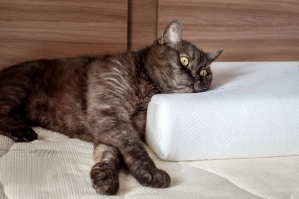 lindo gato acostado en la cama con la cabeza en la almohada ortopédica - human bone textured textured effect animal bone fotografías e imágenes de stock