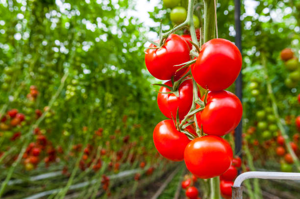 Fresh ripe tomatoes on the vine growing on tomato plants in a greenhouse Fresh ripe tomatoes growing on tomato plants in a greenhouse with rows of long tomato plants (Solanum lycopersicum) growing up to the glass ceiling. vine tomatoes stock pictures, royalty-free photos & images